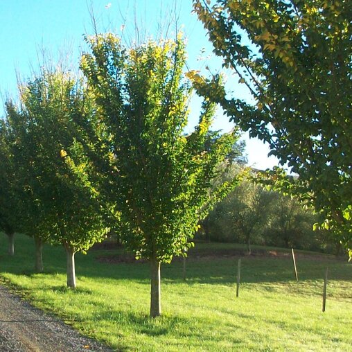 Ulmus 'Lobel'